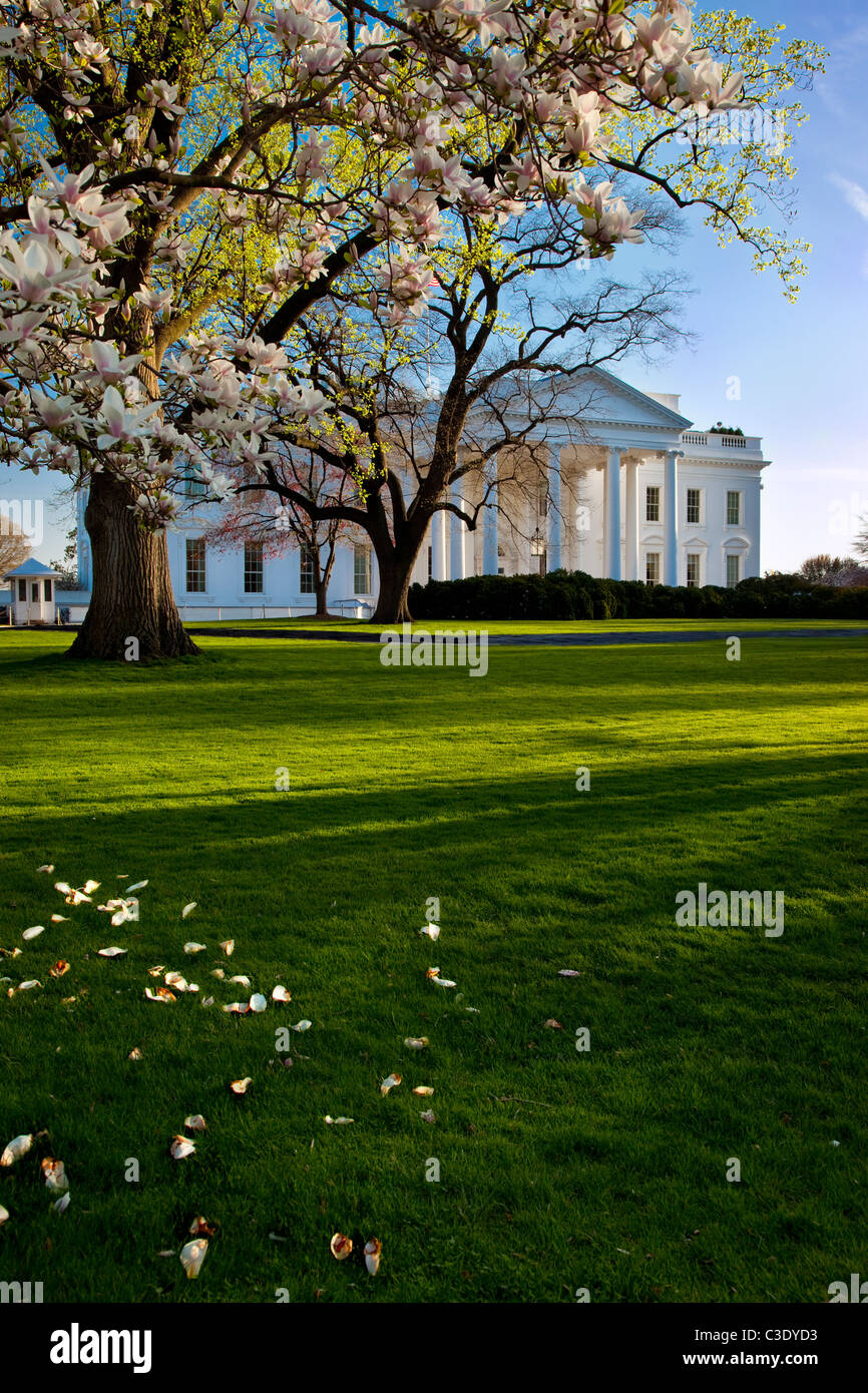 Composing Spring In This Room Where Cherry Blossoms Bloom Washington dc white house blossoms hi-res stock photography and images - Alamy