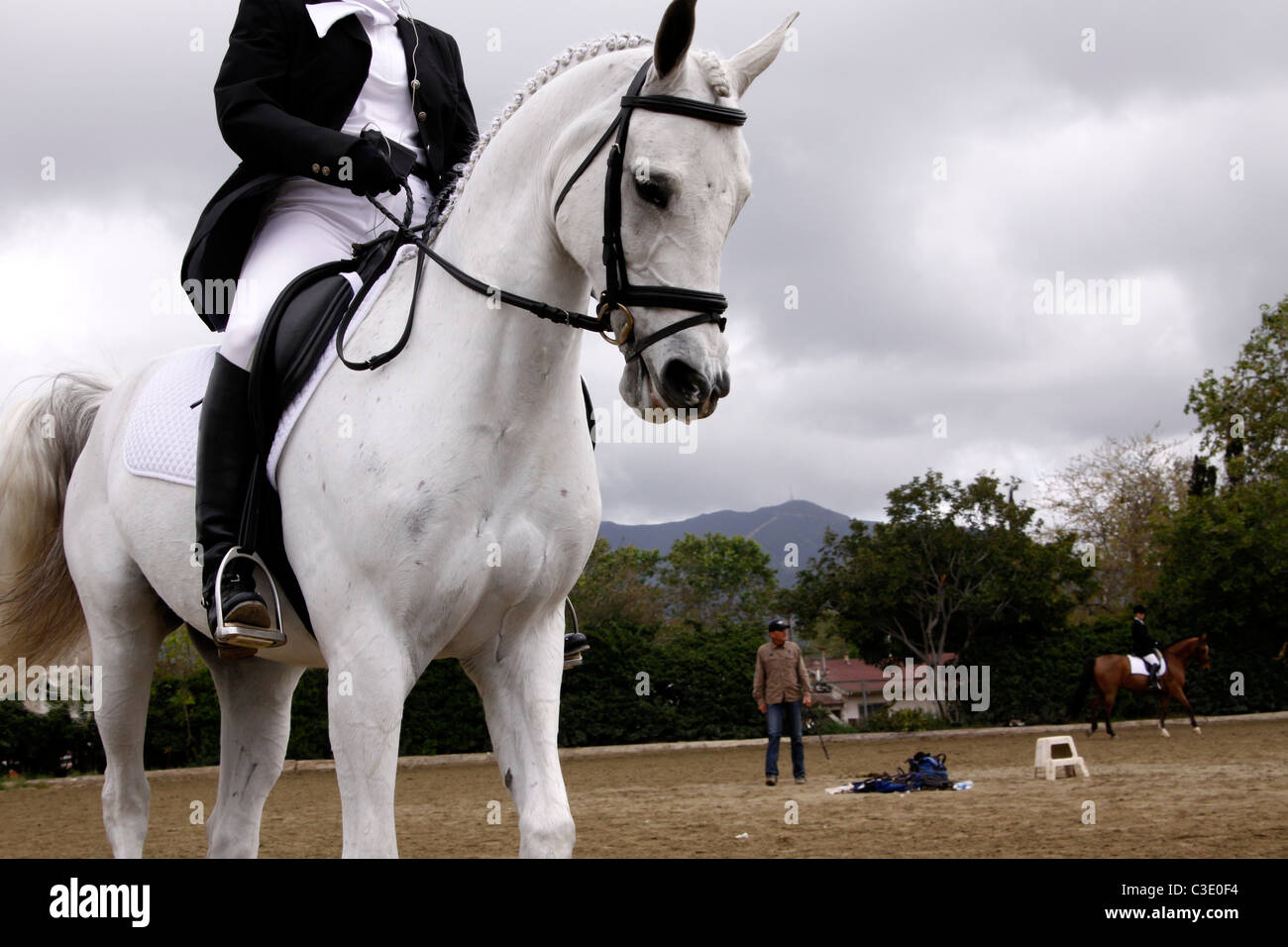 Arabian horse warming up before a dressage event Stock Photo
