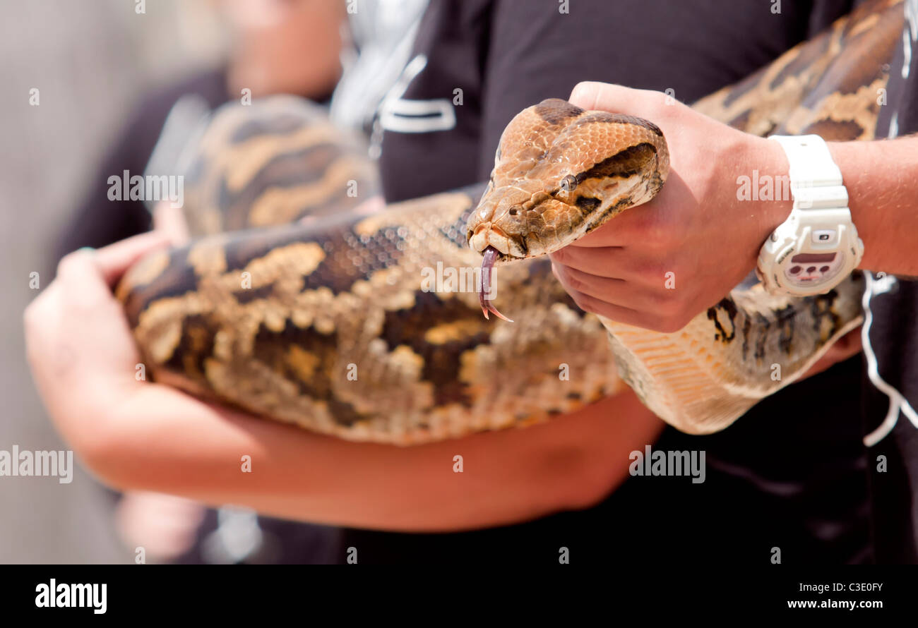 African rock python (Python sebae) being held by zoo keepers Stock Photo