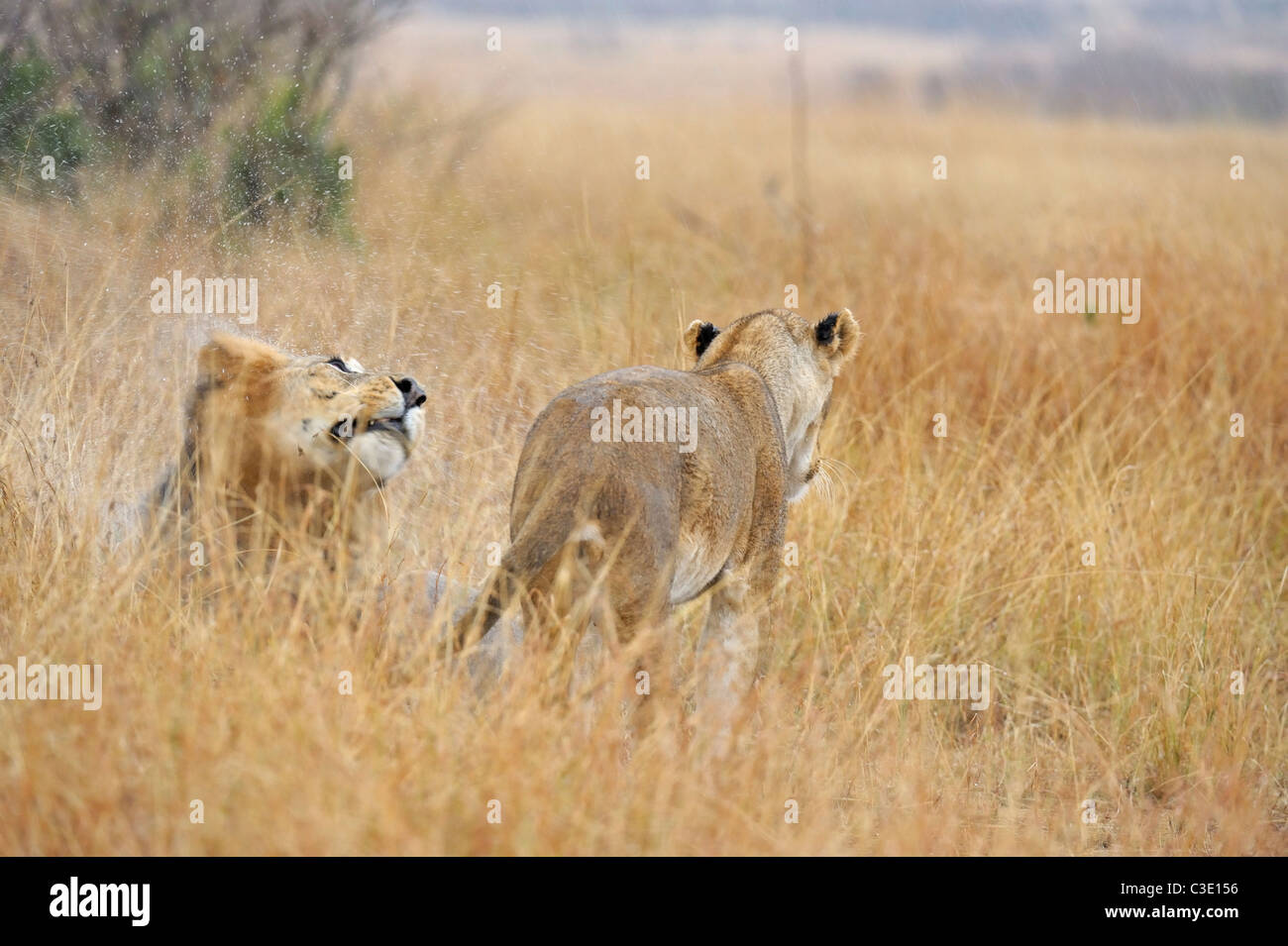 Mating lions in the grasses of Masai Mara, Kenya, Africa Stock Photo ...