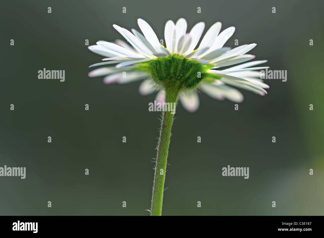 Daisy Head High Resolution Stock Photography and Images Alamy