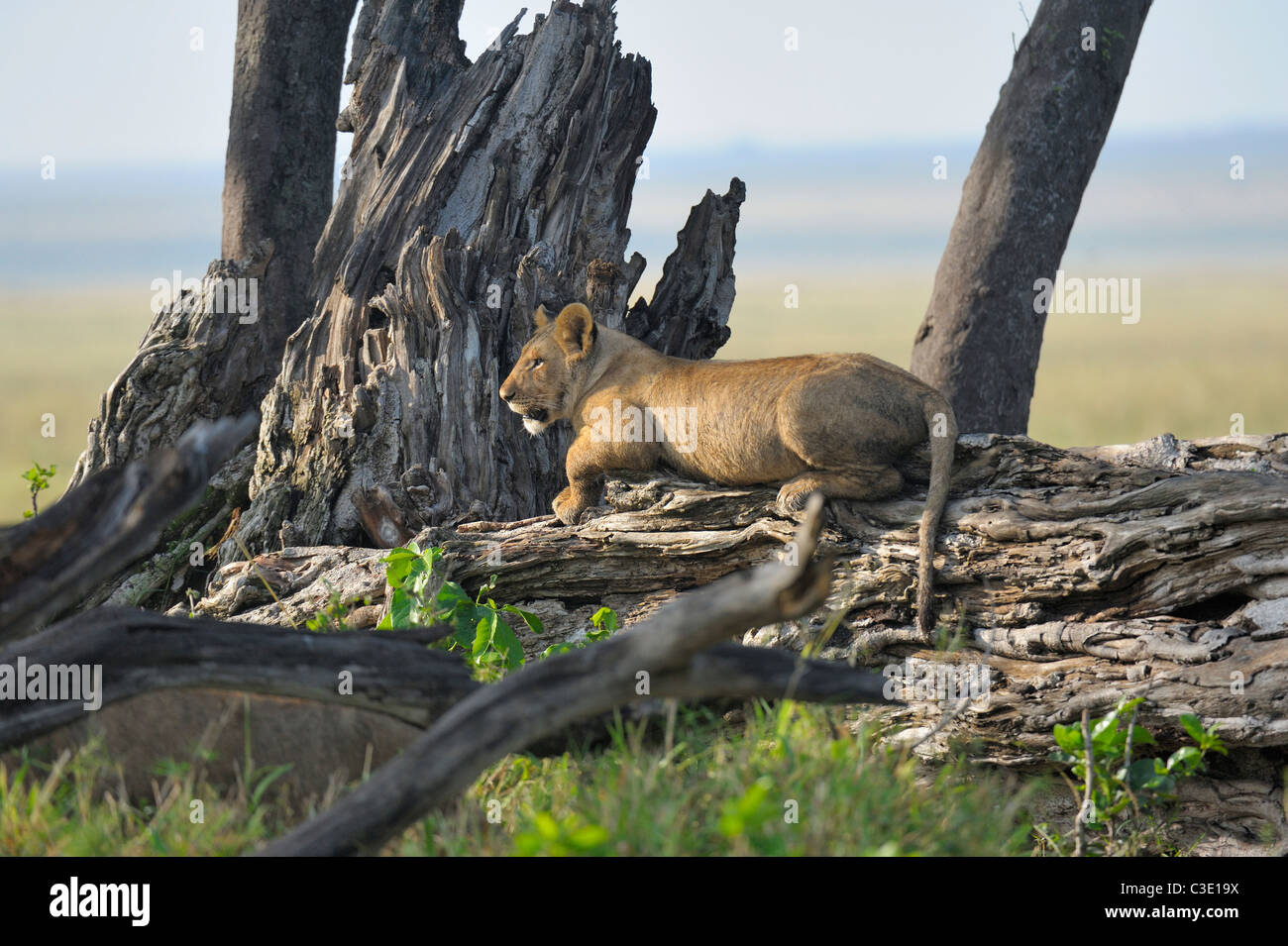 The Marsh pride of lions in their habitat in the Masai Mara, Kenya, Africa Stock Photo