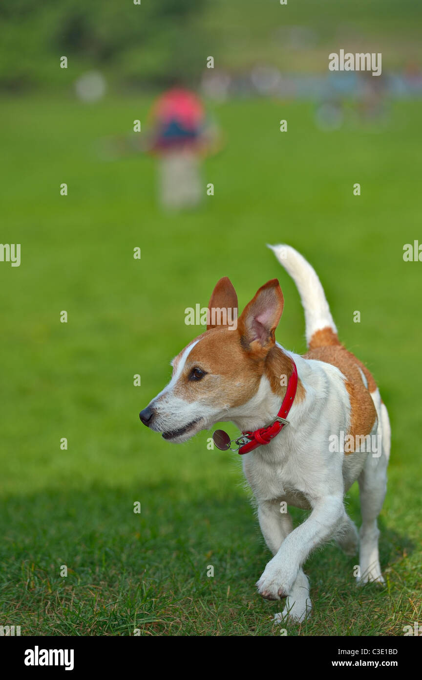 Parson Jack Russell Terrier running in a park, ears and tail in the air Stock Photo