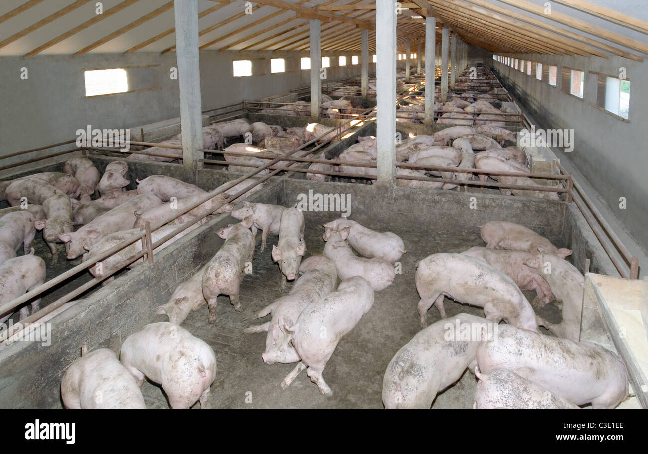 Small Pig Farm for breeding hogs Stock Photo