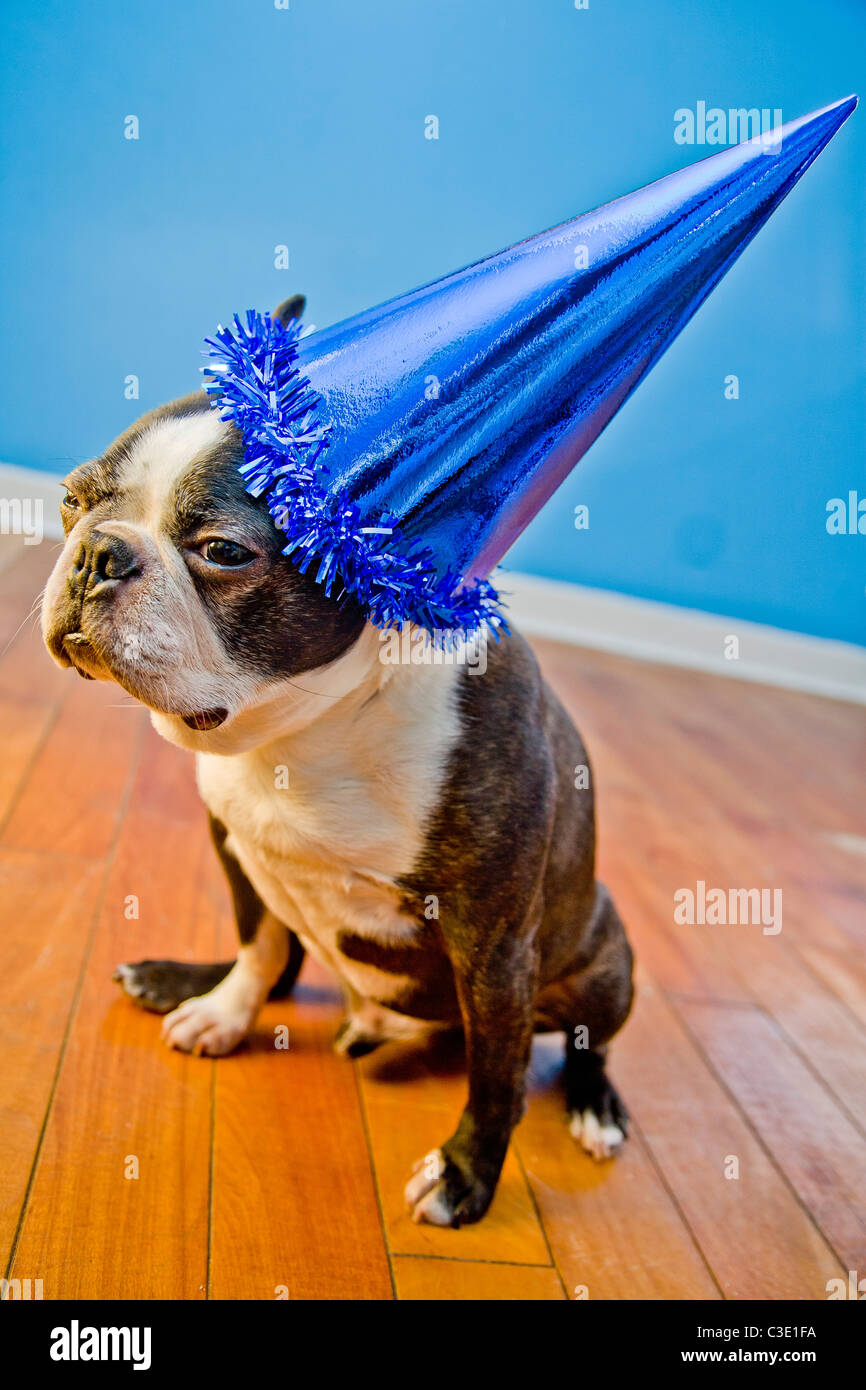 Party dogs with hats and balloons Stock Photo