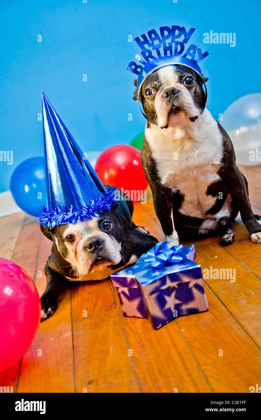 Party dogs with hats and balloons Stock Photo - Alamy