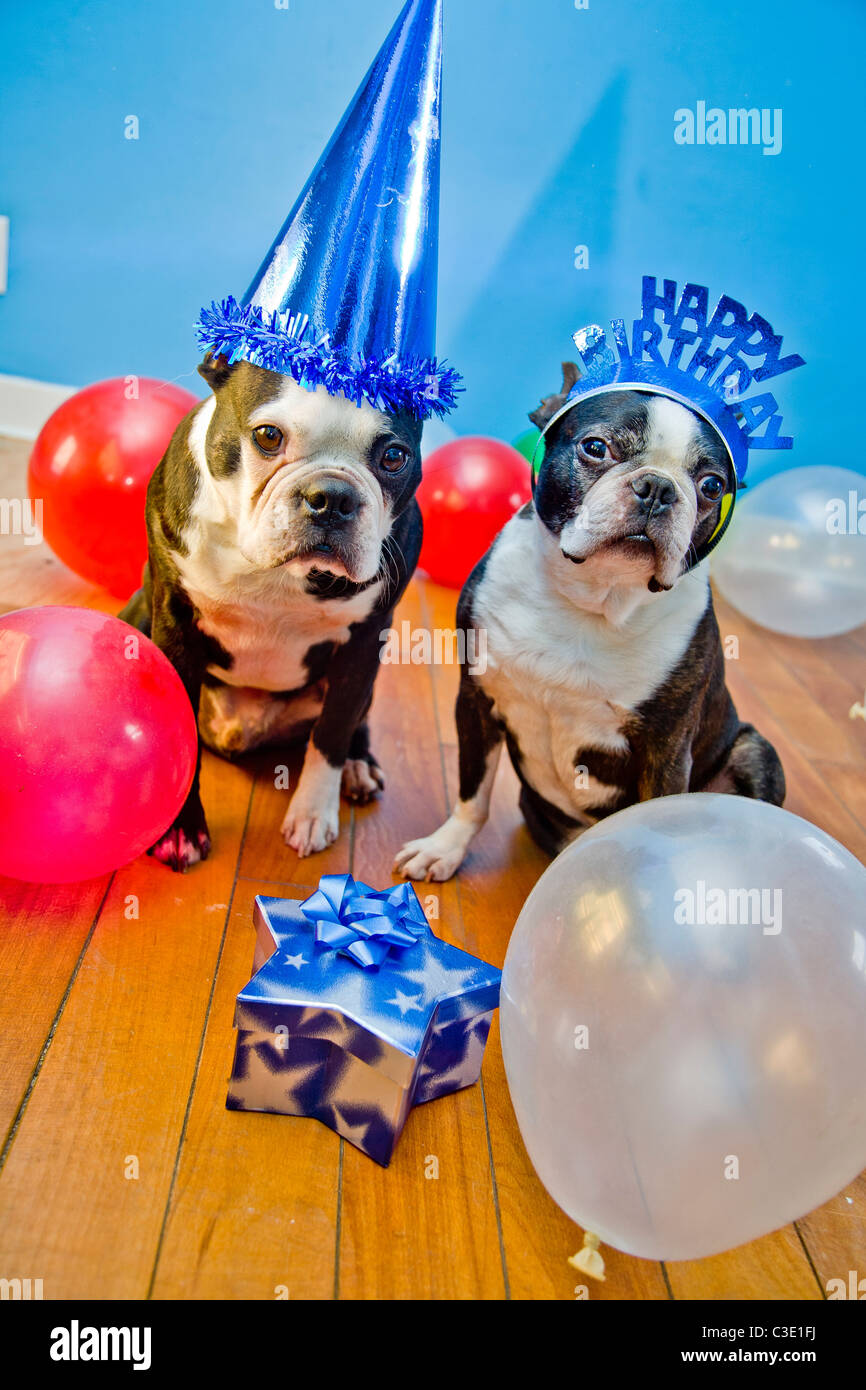 Party dogs with hats and balloons Stock Photo - Alamy