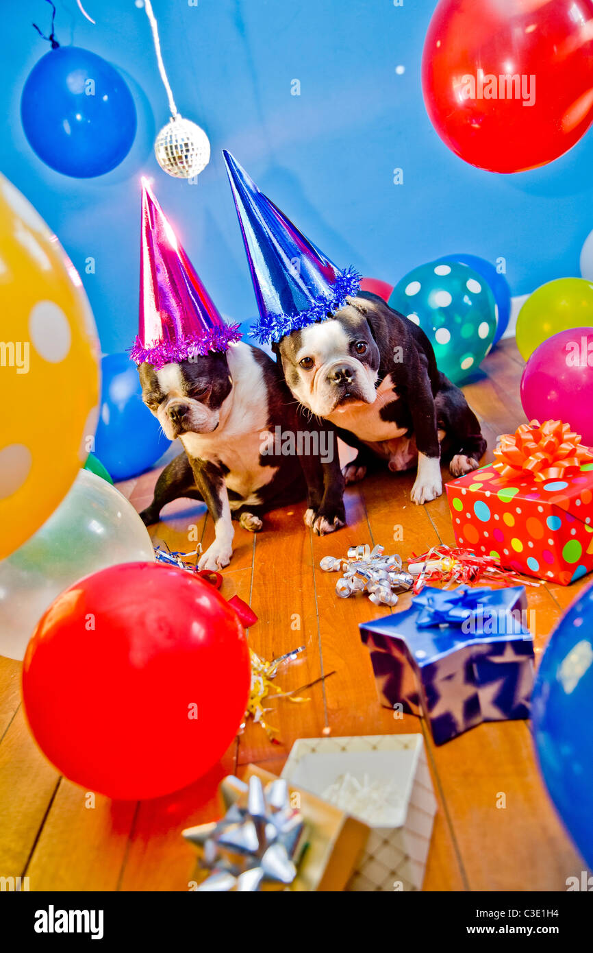 Party dogs with hats and balloons Stock Photo