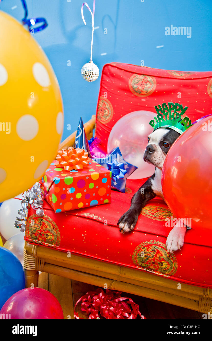 Party dogs with hats and balloons Stock Photo