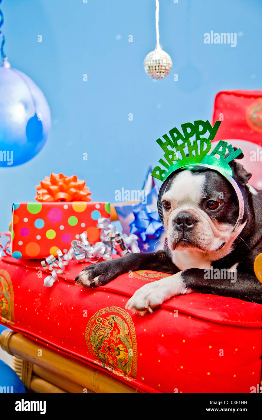 Party dogs with hats and balloons Stock Photo