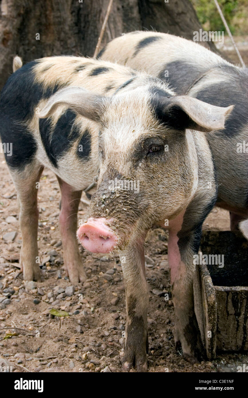 Pig slop hi-res stock photography and images - Alamy