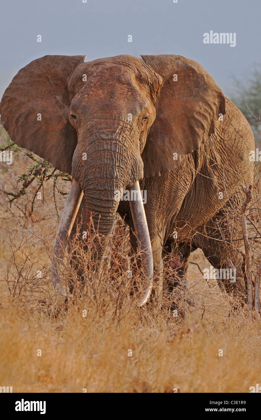 African elephant in Tsavo (East) national park, Kenya Stock Photo