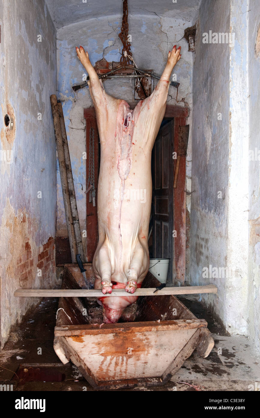 Zabijacka- traditional rural pig slaughter in Czech Republic Stock Photo