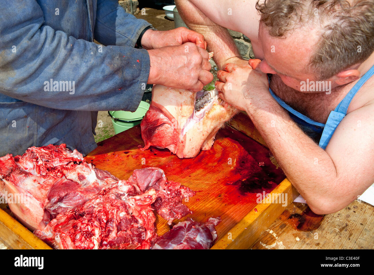 Zabijacka- traditional rural pig slaughter in Czech Republic Stock Photo