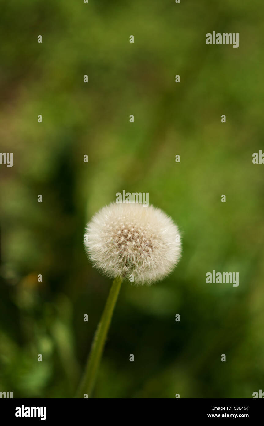 Dandelion design image hi-res stock photography and images - Alamy