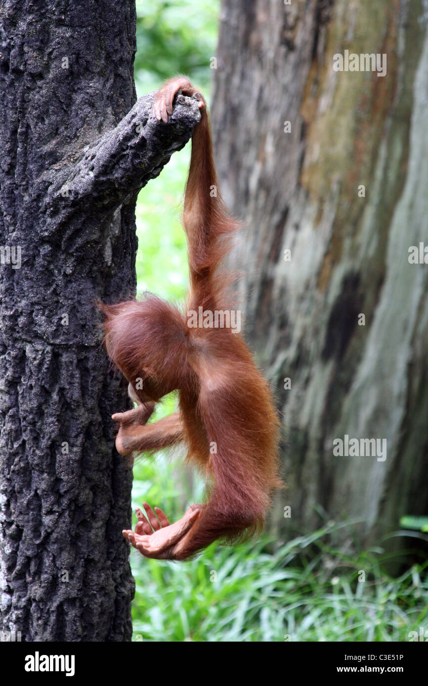 Man from hanging from a tree hi-res stock photography and images - Alamy