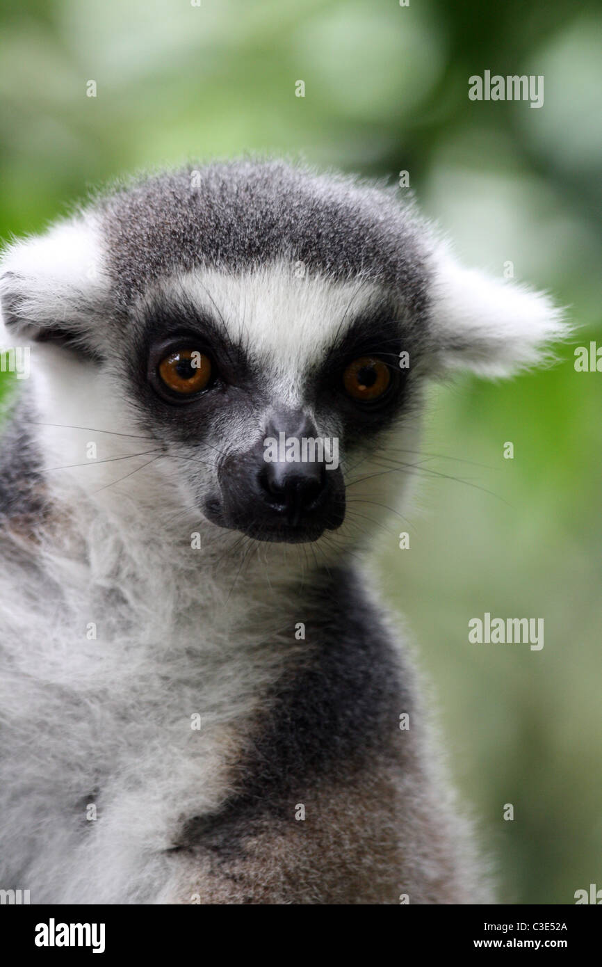 Portrait of a Ring-tailed Lemur (Lemur catta) at Singapore Zoo Stock Photo