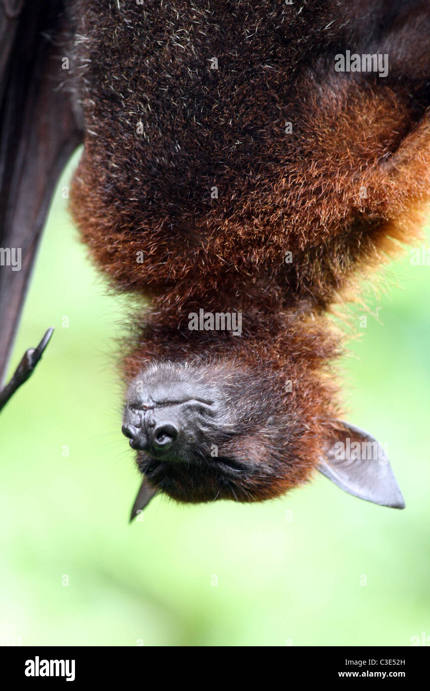 Sleeping Fruit Bat (Cynopterus brachyotis) at Singapore Zoo Stock Photo