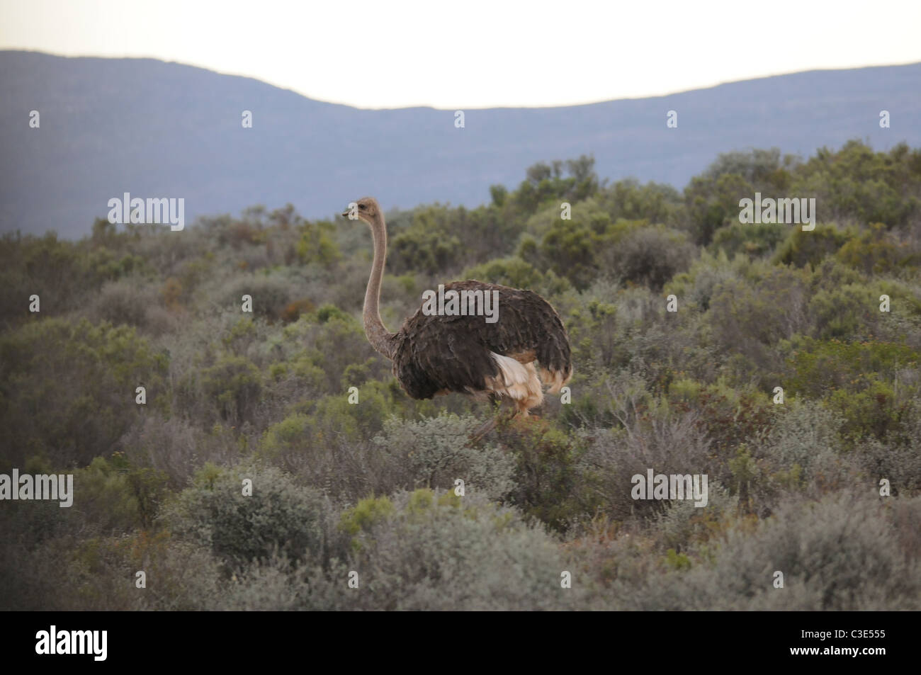 Ostrich in semi-desert, Stock Photo