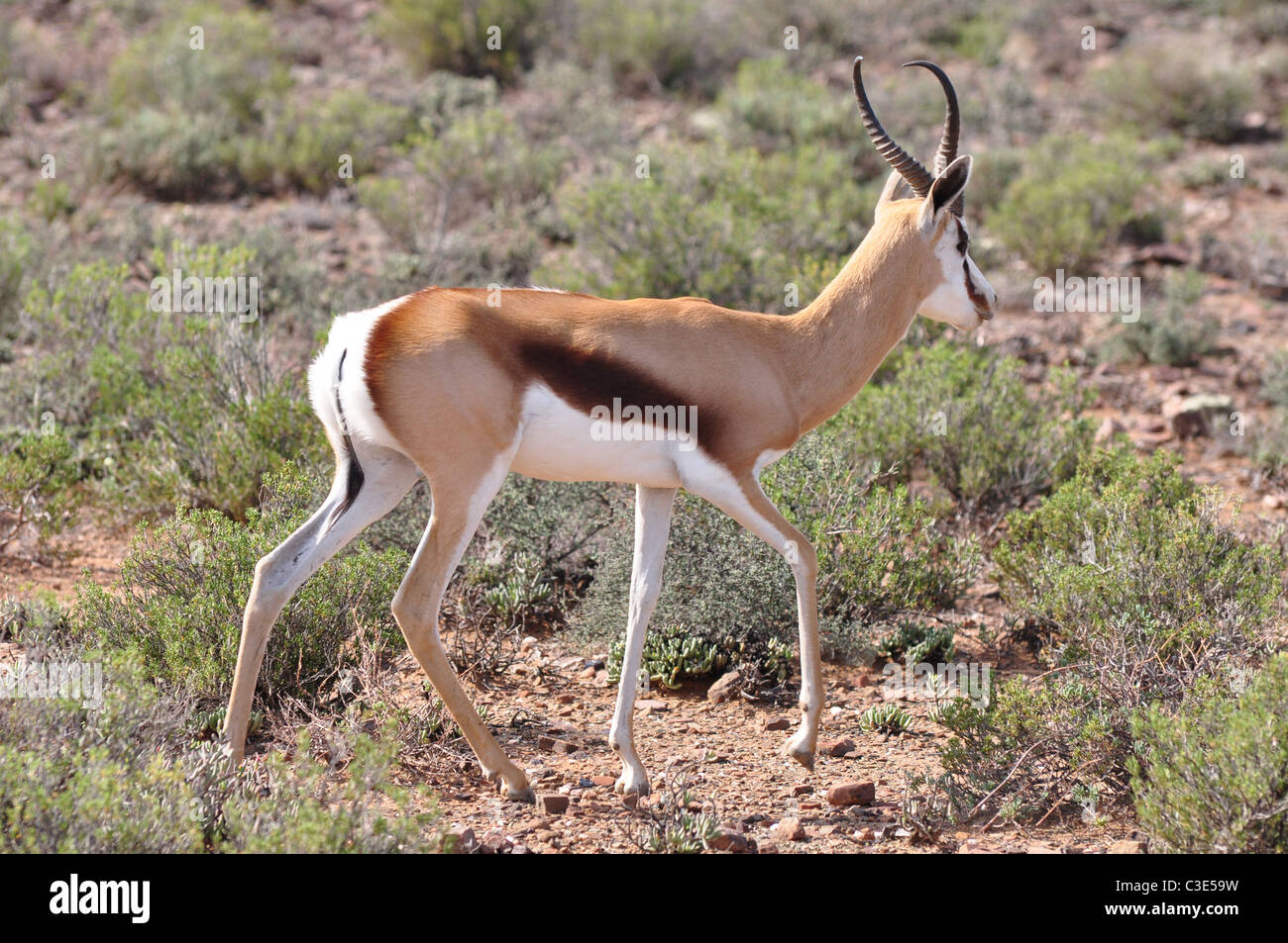 Springbok, former national symbol of South Africa, antelope, wildlife Stock Photo