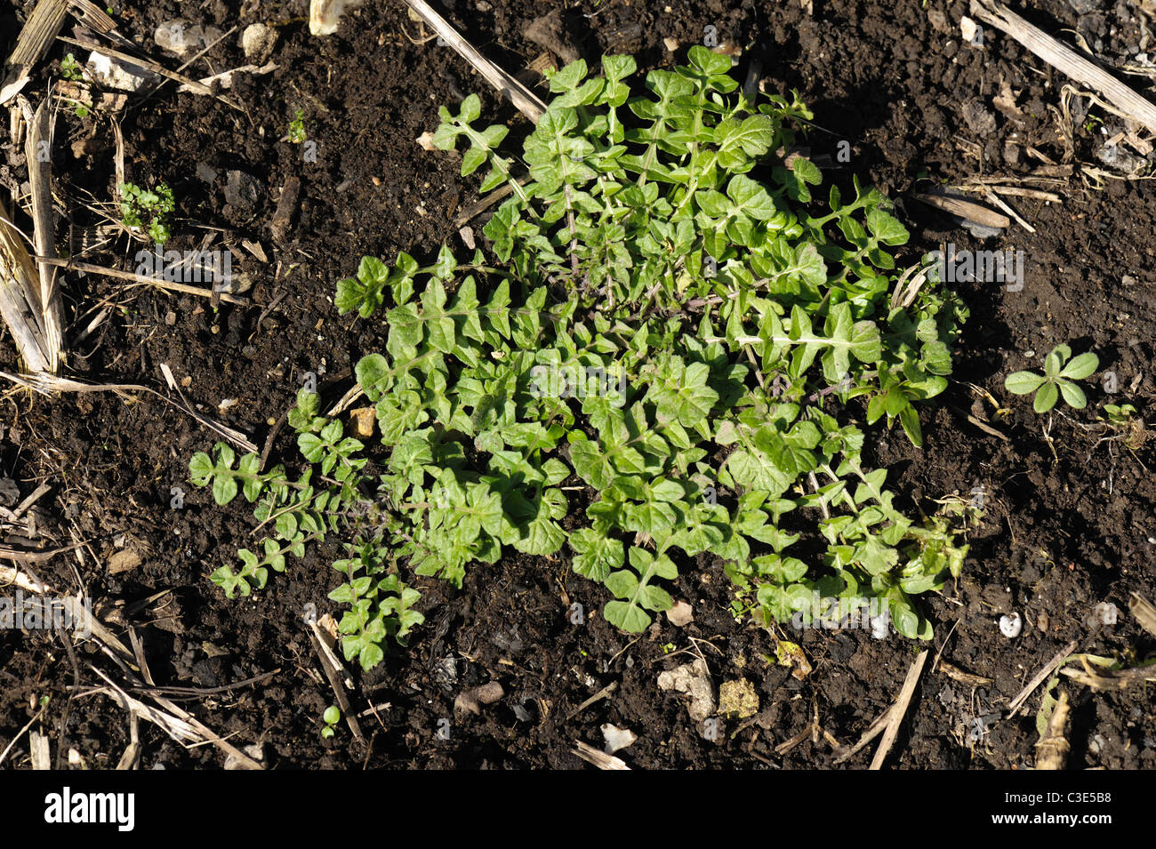 Shepherds purse (Capsella bursa-pastoris) bold plant rosette on a soil Stock Photo