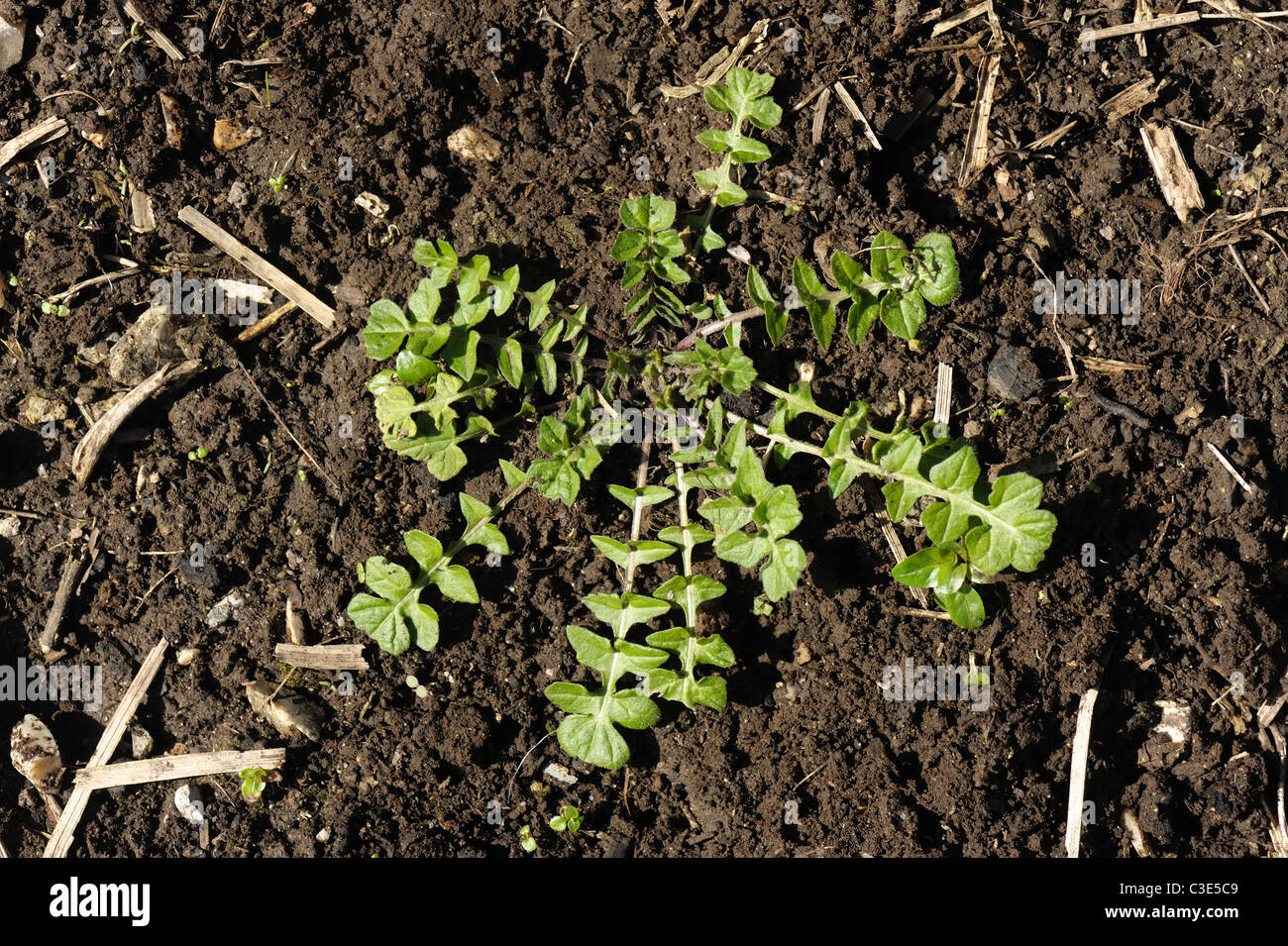 Shepherds purse (Capsella bursa-pastoris) young plant rosette on a soil Stock Photo