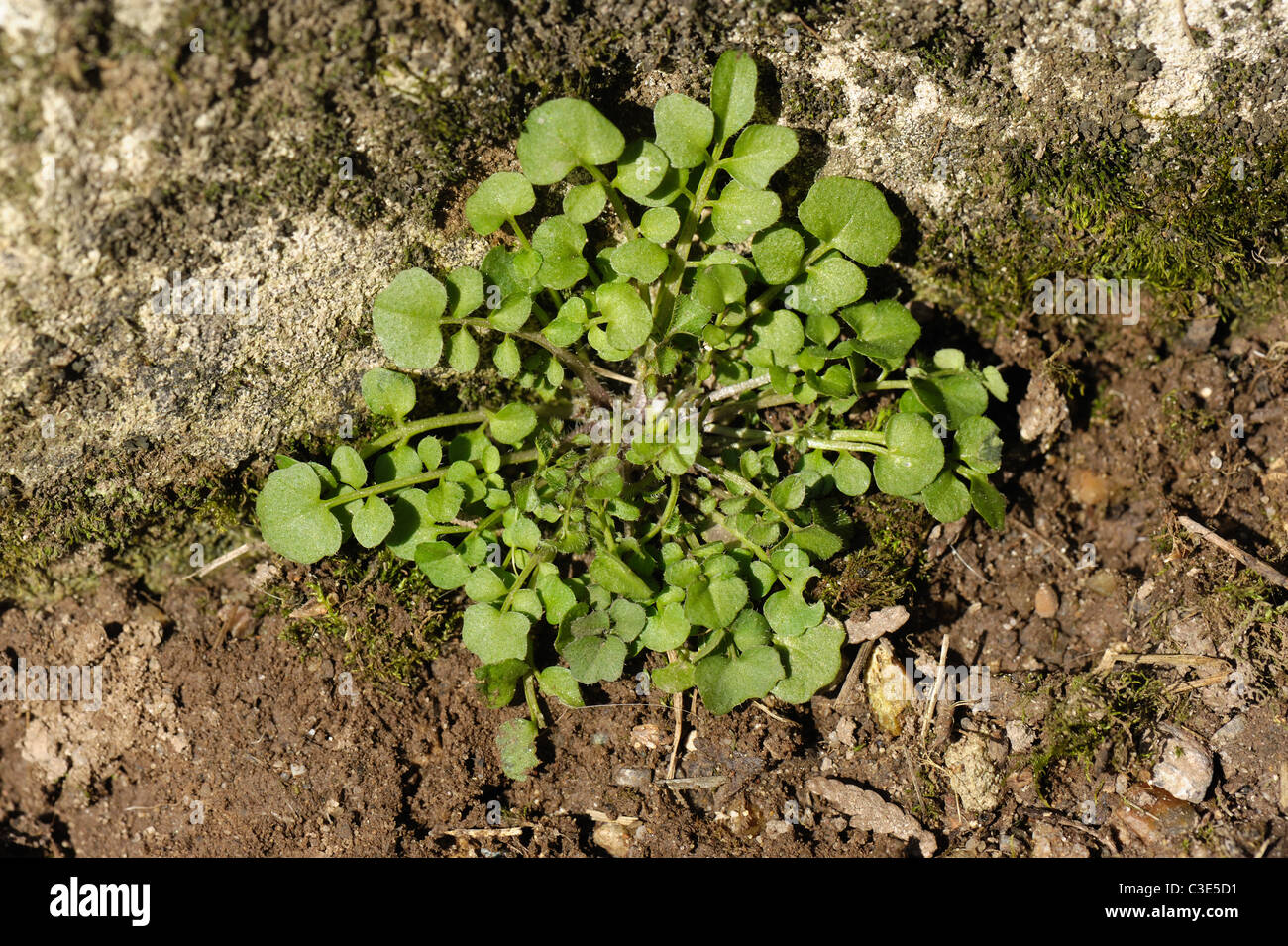 Hairy bittercress (Cardamine hirsuta) young plant rosette on soil Stock Photo