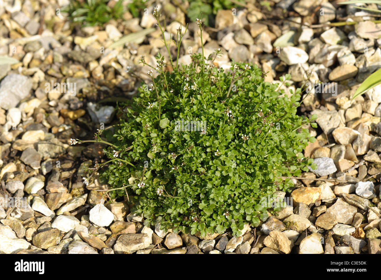 Hairy bittercress (Cardamine hirsuta) plant coming into flower on a gravel path Stock Photo