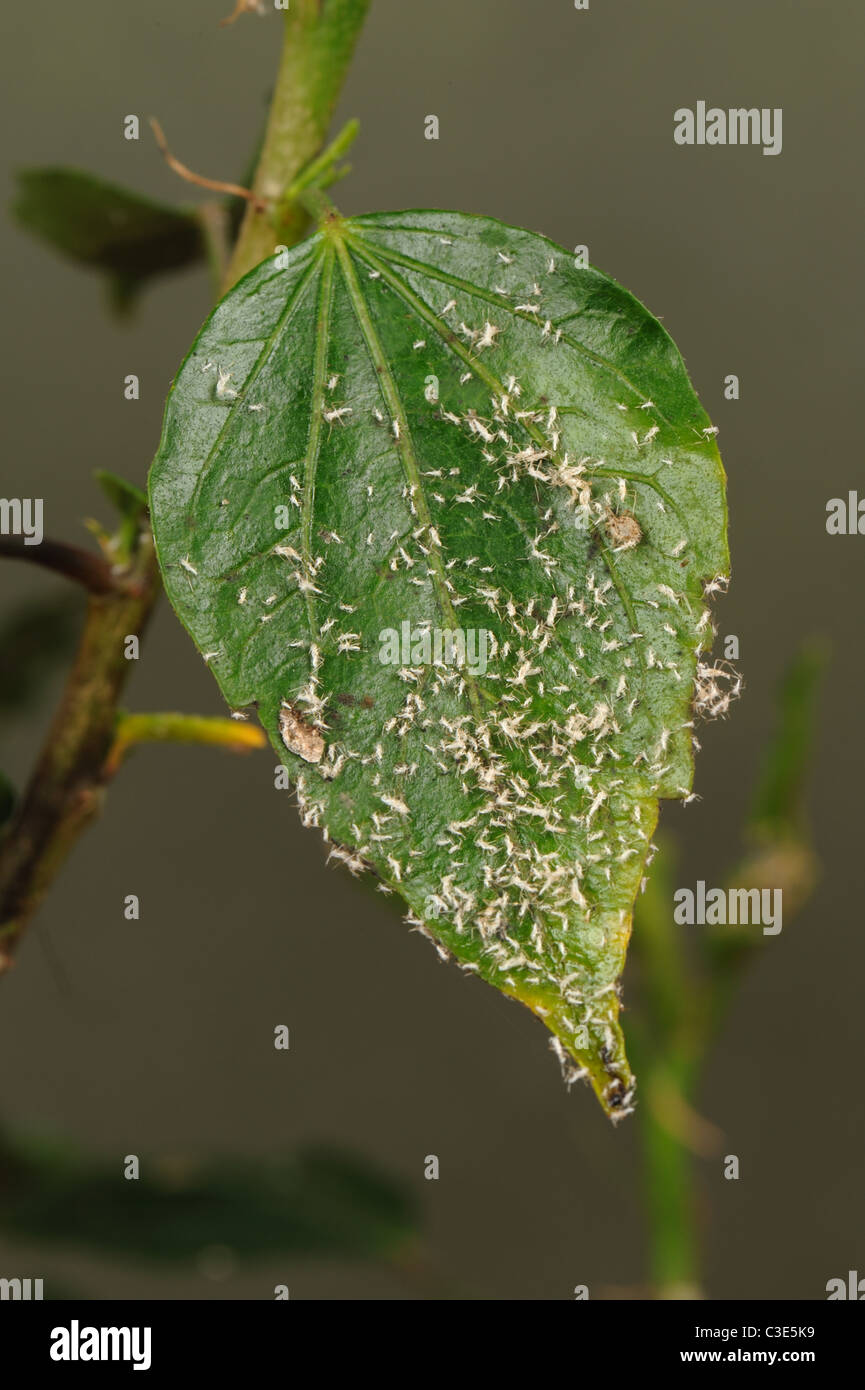 Shed skins from aphids ecdysis infesting a potted Hibiscus plant, an indicator of their existence Stock Photo