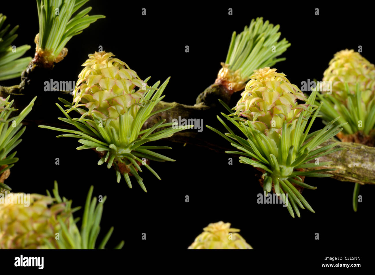 Female larch (Larix decidua) flowers among early season needle growth Stock Photo