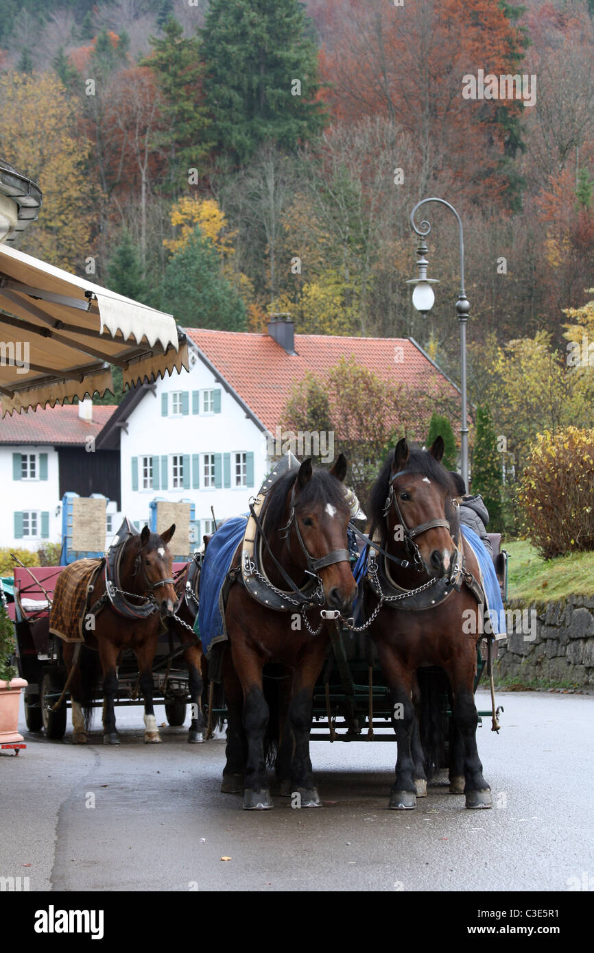 Horse drawn carriages taking tourists up to Neuschwanstein castle, Schwangau, Bavaria, Germany in Autumn Stock Photo