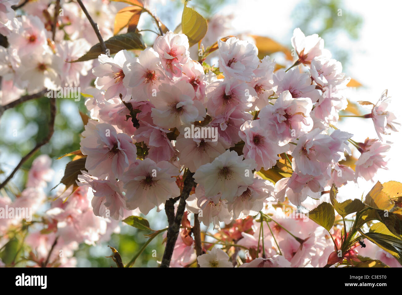 Flowers on an ornamental cherry tree Prunus Shizuka or Fragrant Cloud Stock Photo
