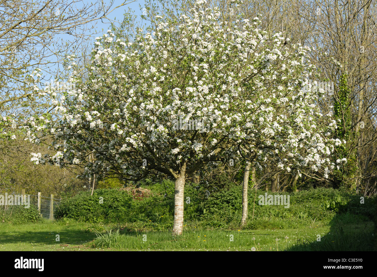 A Discovery apple tree in full flower in spring, Devon Stock Photo