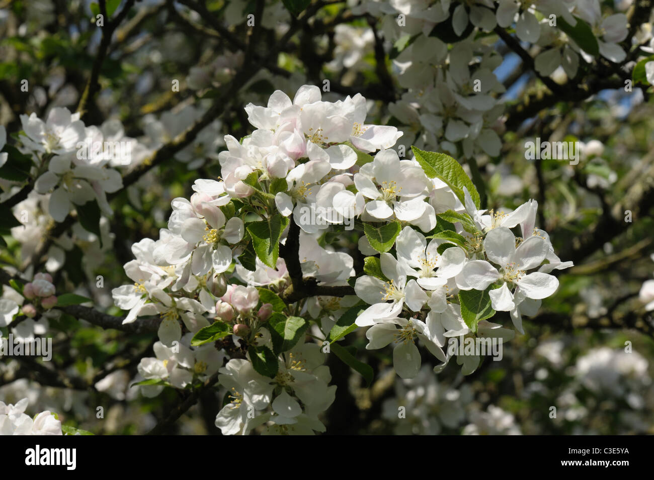 Blossom on a Discovery apple tree in full flower in spring, Devon Stock Photo