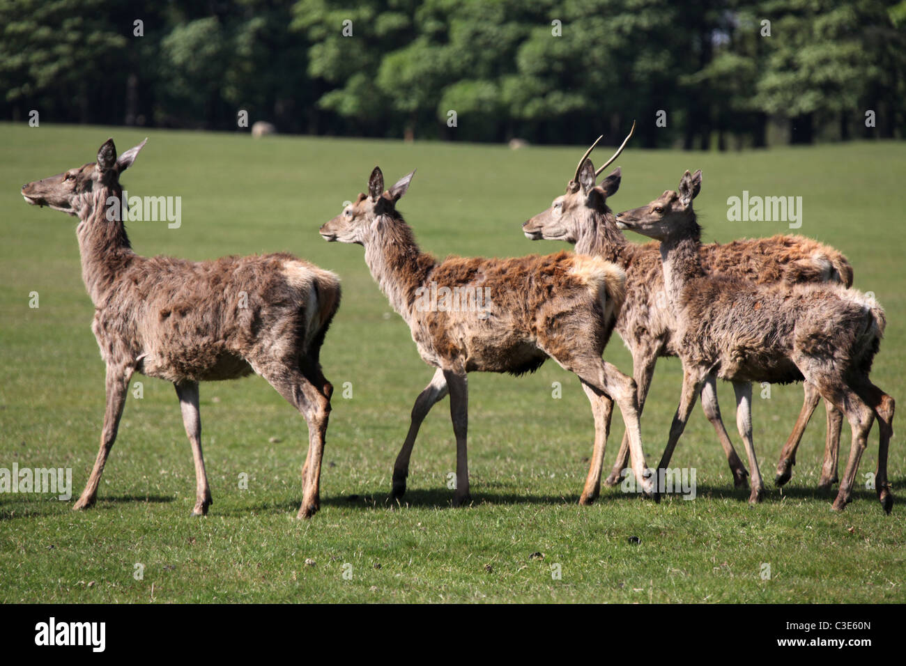 Estate of Tatton Park, England. Spring view of a deer herd with molting coats at Tatton Park. Stock Photo