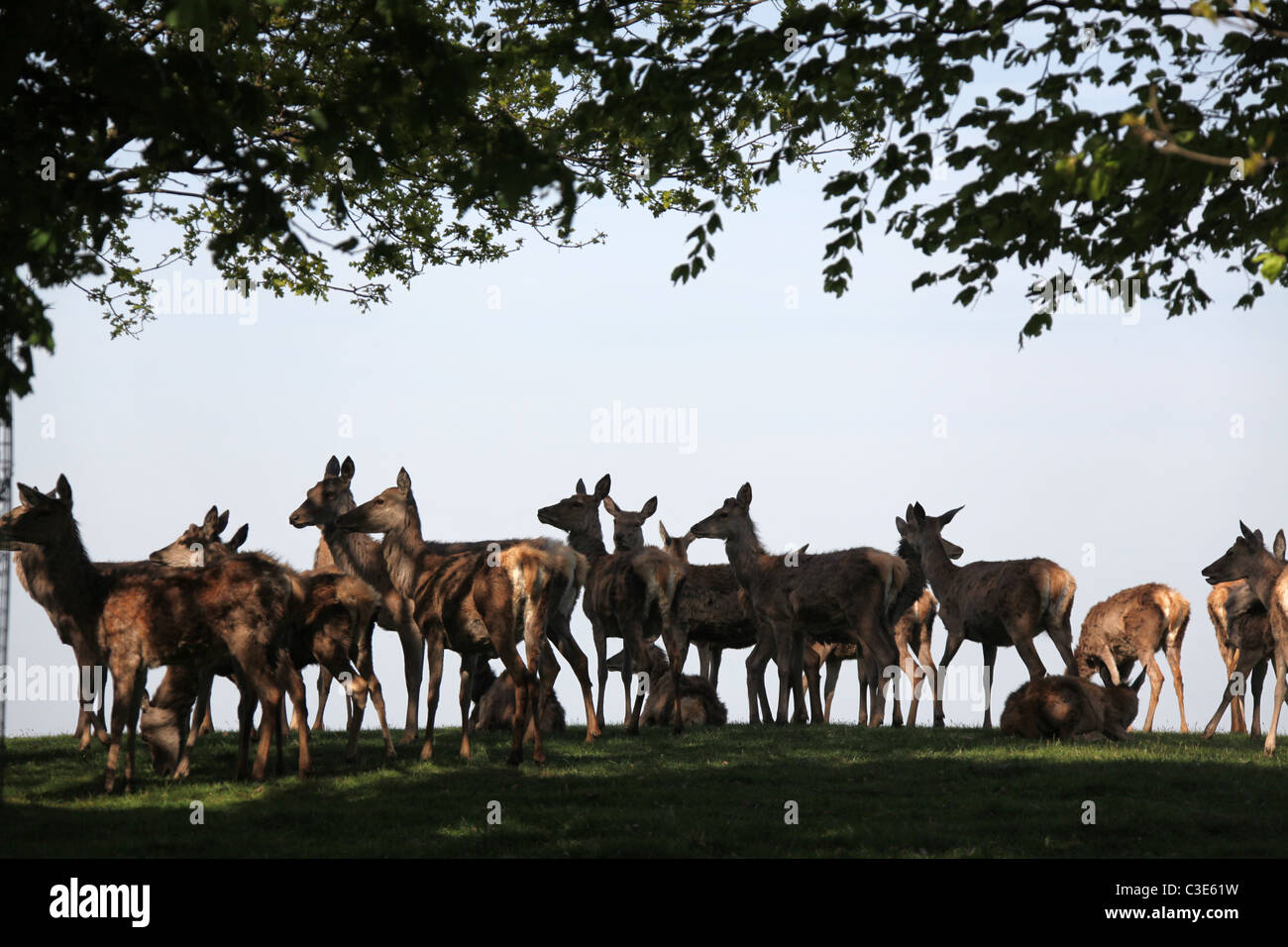 Estate of Tatton Park, England. Spring view of a deer herd with molting coats at Tatton Park. Stock Photo