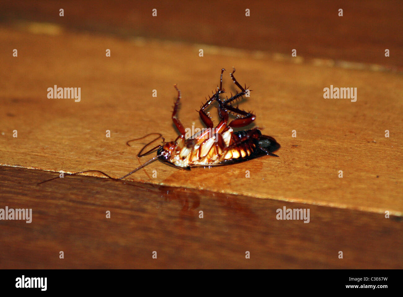 Dead cockroach on a wooden floor, Australia Stock Photo