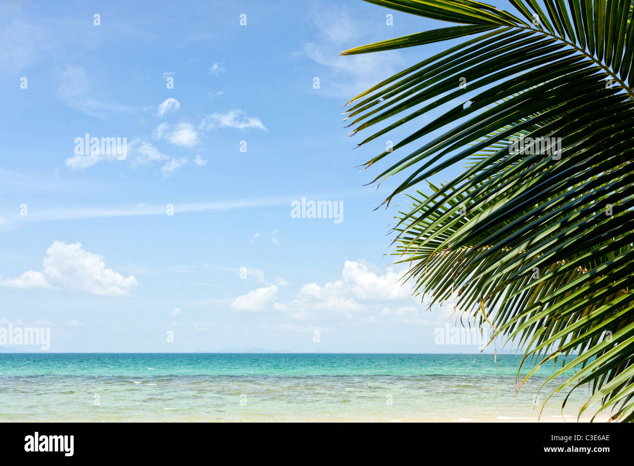 tropical beach background with palm tree leaf Stock Photo - Alamy