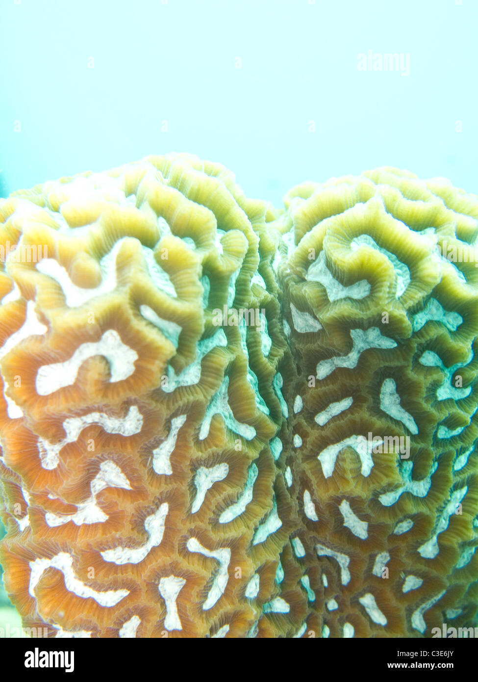 Close up brain coral / Maze Moon coral. platygyra.  In Koh Tao Thailand. Raw available. Stock Photo