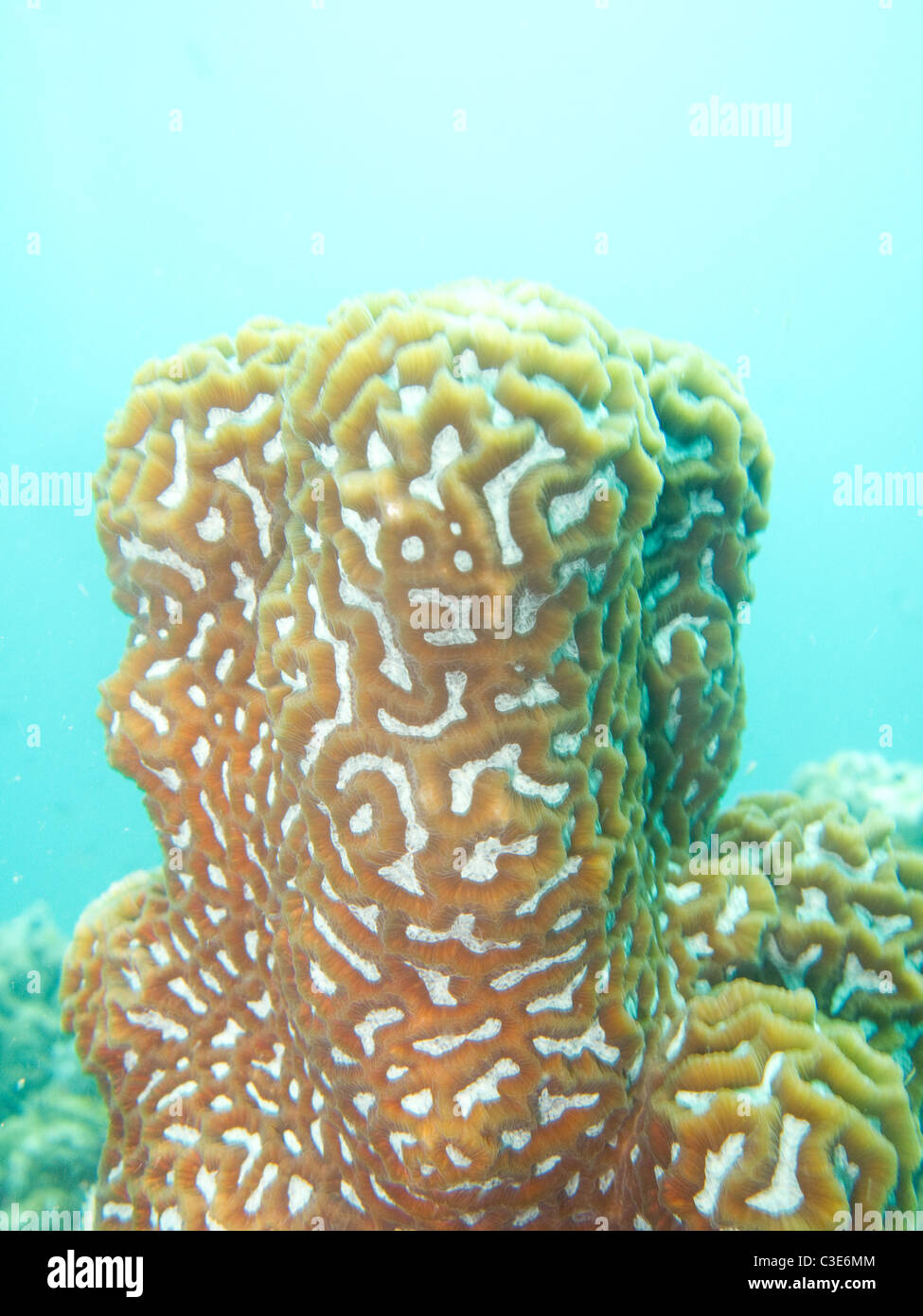 Close up brain coral / Maze Moon coral. platygyra.  In Koh Tao Thailand. Raw available. Stock Photo