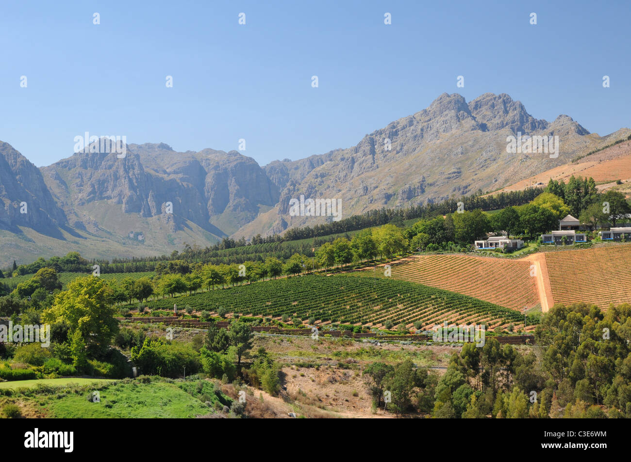 Grapevines at a winery in Stellenbosch, South Africa Stock Photo Alamy
