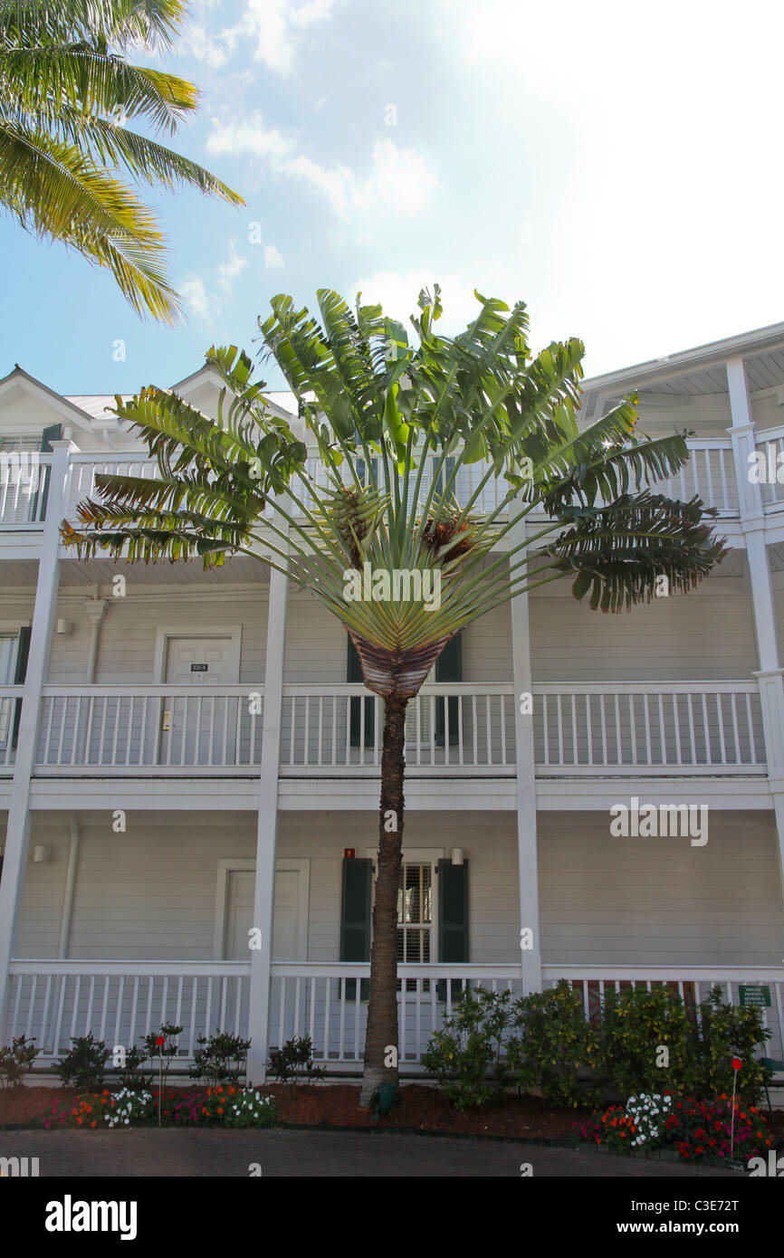 Fan Shaped Stock Photos & Fan Shaped Stock Images Alamy