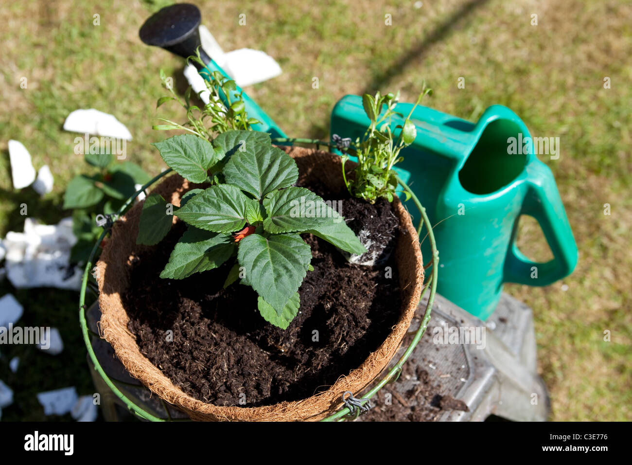 Preparing hanging basket with new plants from garden centre Britain