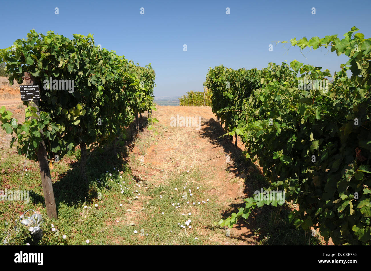 Grapevines at a winery in Stellenbosch, South Africa Stock Photo Alamy