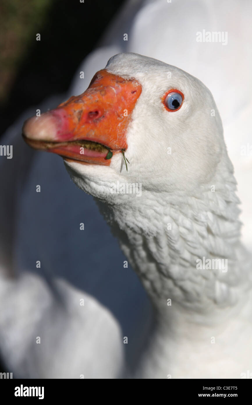 Estate of Tatton Park, England. Close up view of an angry looking goose at Tatton Park Home Farm. Stock Photo