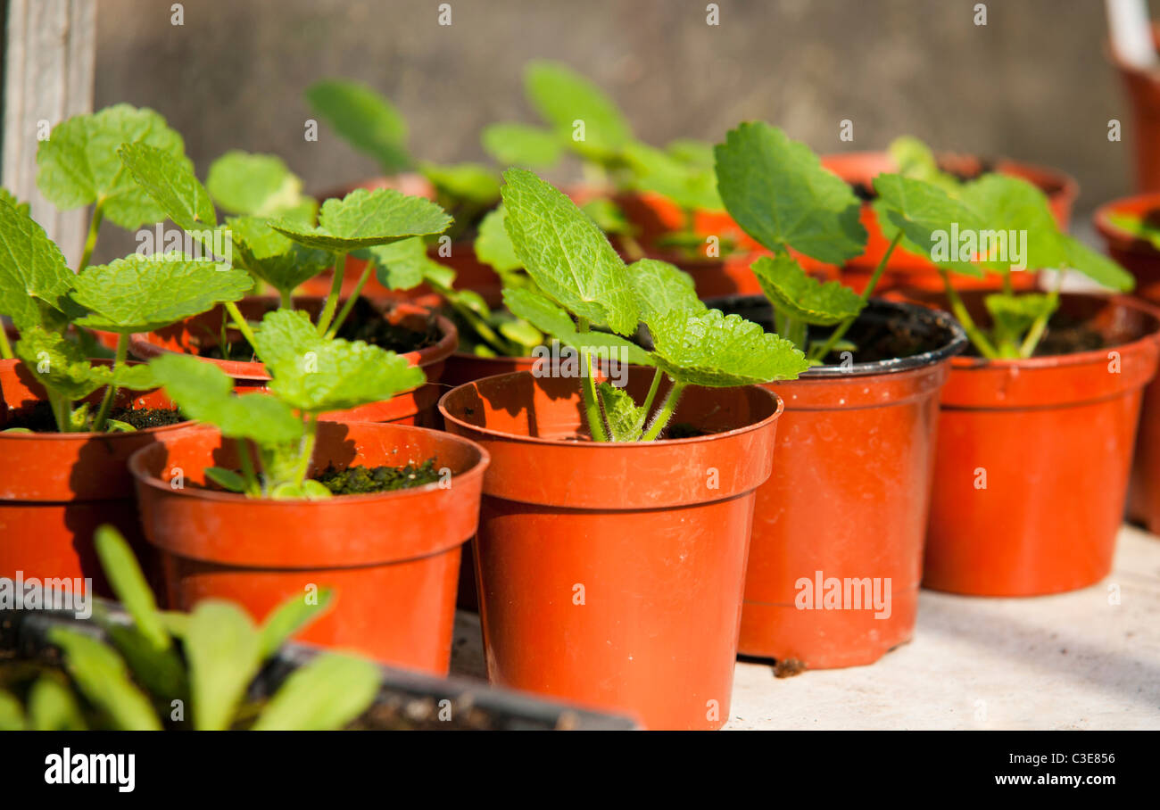 Hollyhock seedlings hires stock photography and images Alamy