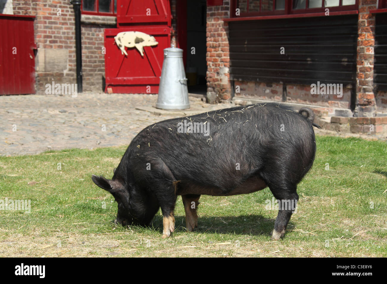 Estate of Tatton Park, England. A Berkshire pig at Tatton Park Home Farm. Stock Photo
