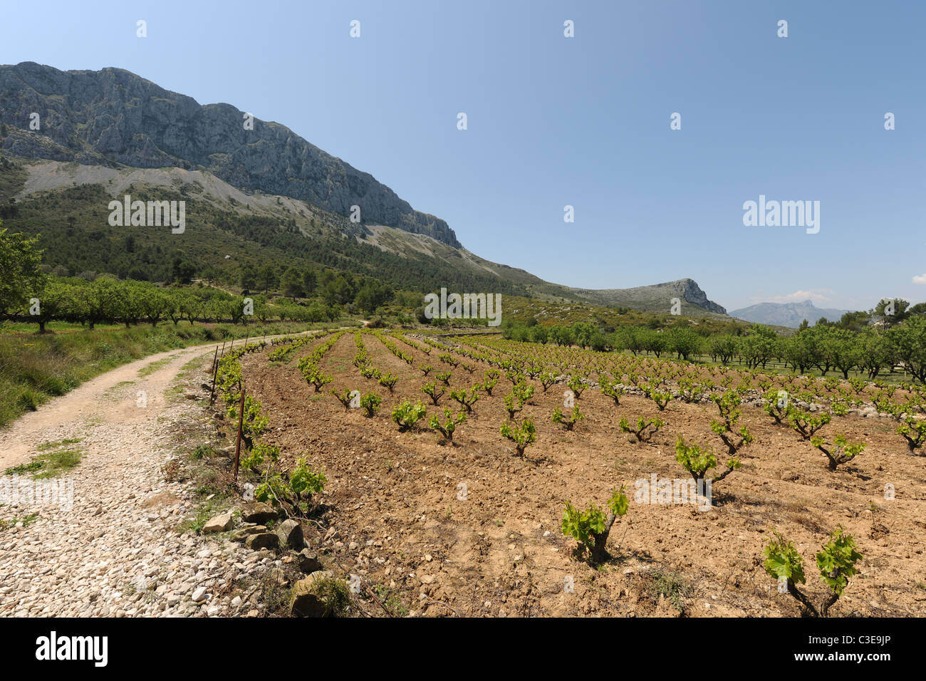 unsealed mountain road through vineyard, Sierra Bernia, Alicante Province, Valencia, Spain Stock Photo
