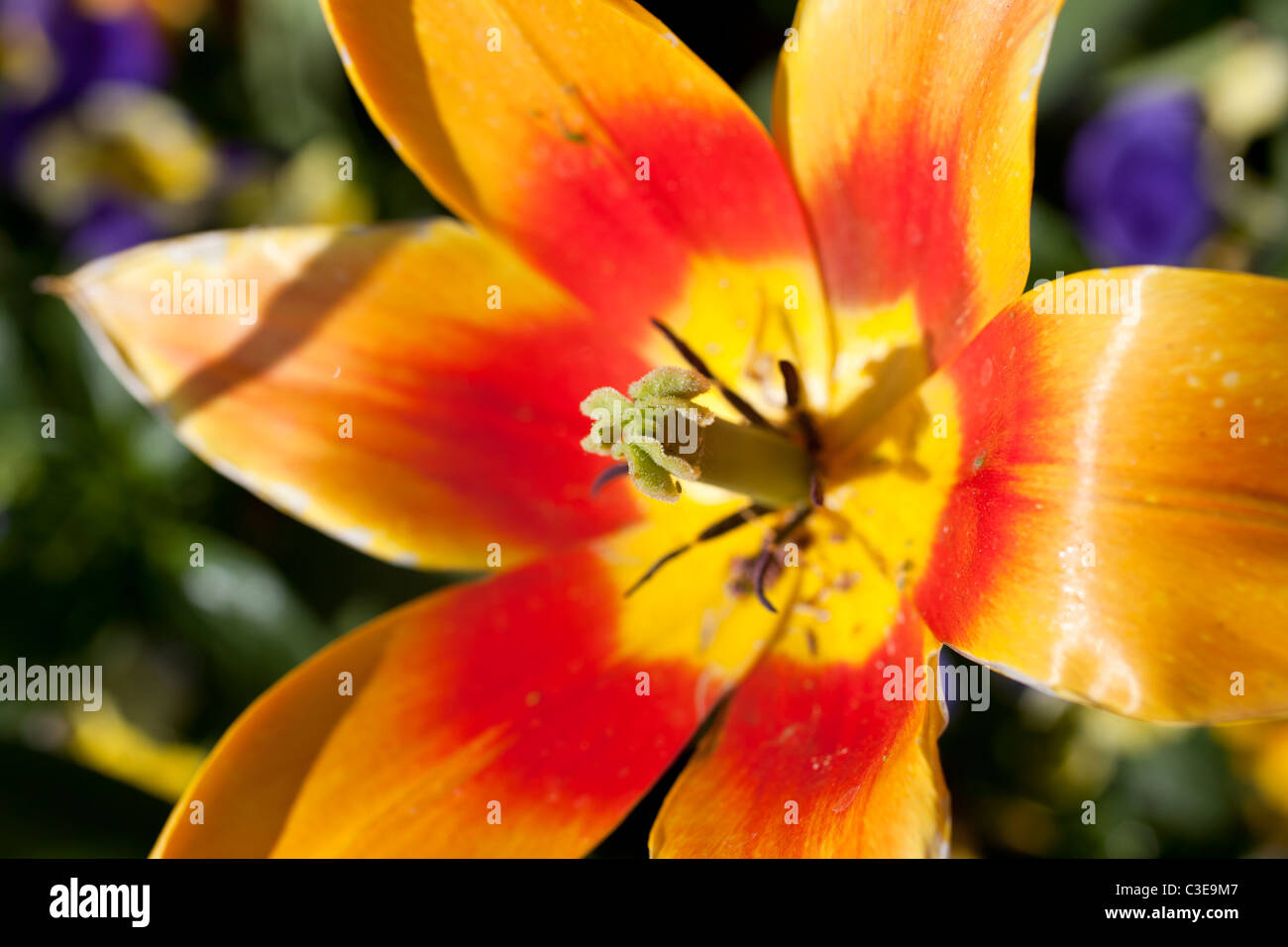 Closeup of the style & stigma of a Tulip Flower. Stock Photo