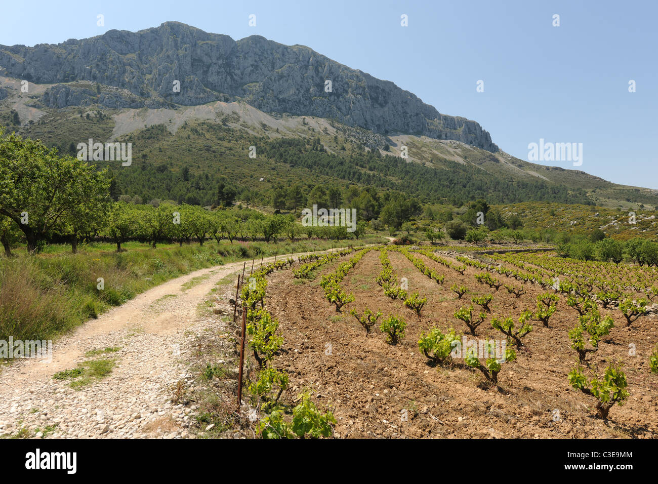 mountain track through vineyard, Sierra Bernia, Alicante Province, Valencia, Spain Stock Photo